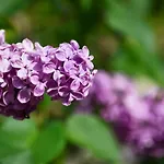 Pensionszimmer Im Fliederhof Michendorf