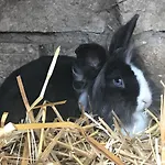 Apartment Pensionszimmer Im Fliederhof Michendorf