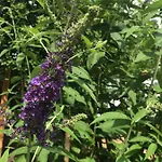 Pensionszimmer Im Fliederhof Michendorf