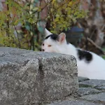 Pensionszimmer Im Fliederhof Michendorf