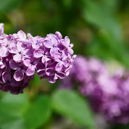 Pensionszimmer Im Fliederhof 米兴多夫