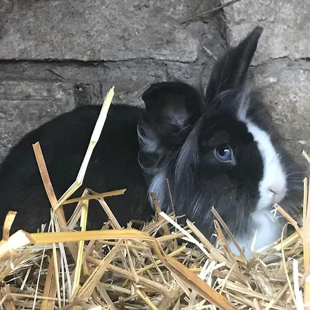 Apartmán Pensionszimmer Im Fliederhof Michendorf