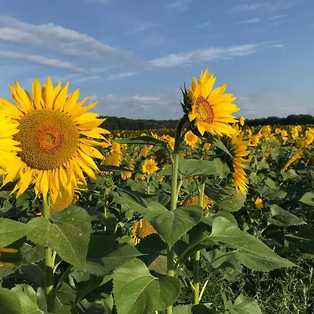 Pensionszimmer Im Fliederhof 公寓 米兴多夫