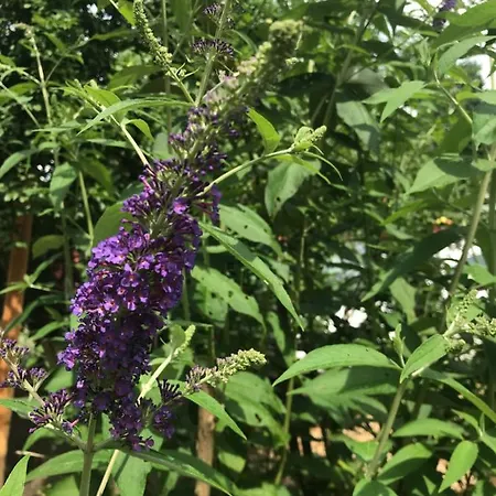 Pensionszimmer Im Fliederhof Michendorf