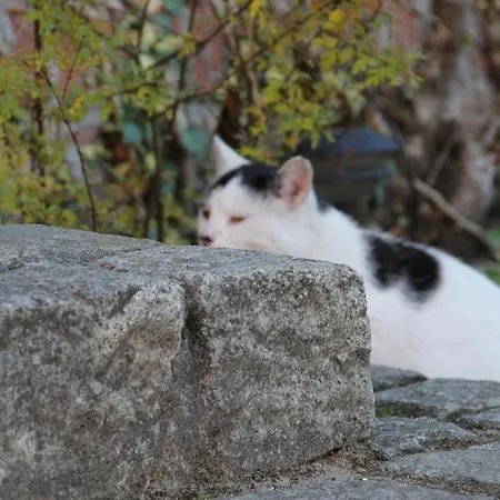 Pensionszimmer Im Fliederhof Michendorf
