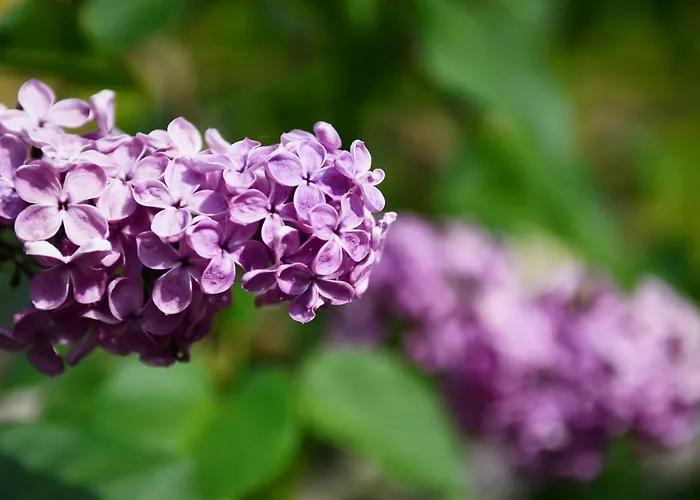 Pensionszimmer Im Fliederhof ميشيندورف