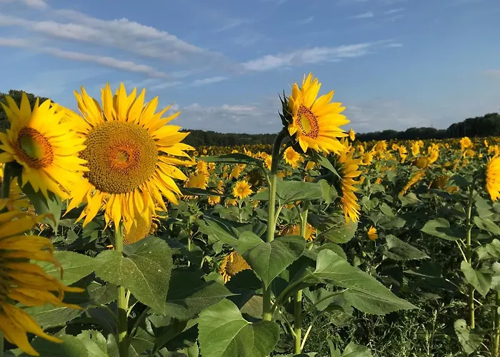 Pensionszimmer Im Fliederhof Apartamento Michendorf