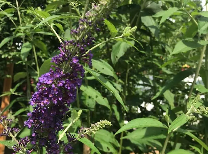 Pensionszimmer Im Fliederhof Michendorf