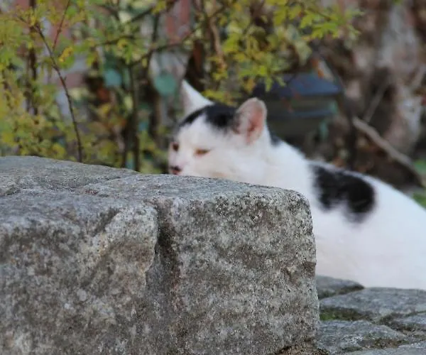 Pensionszimmer Im Fliederhof ميشيندورف